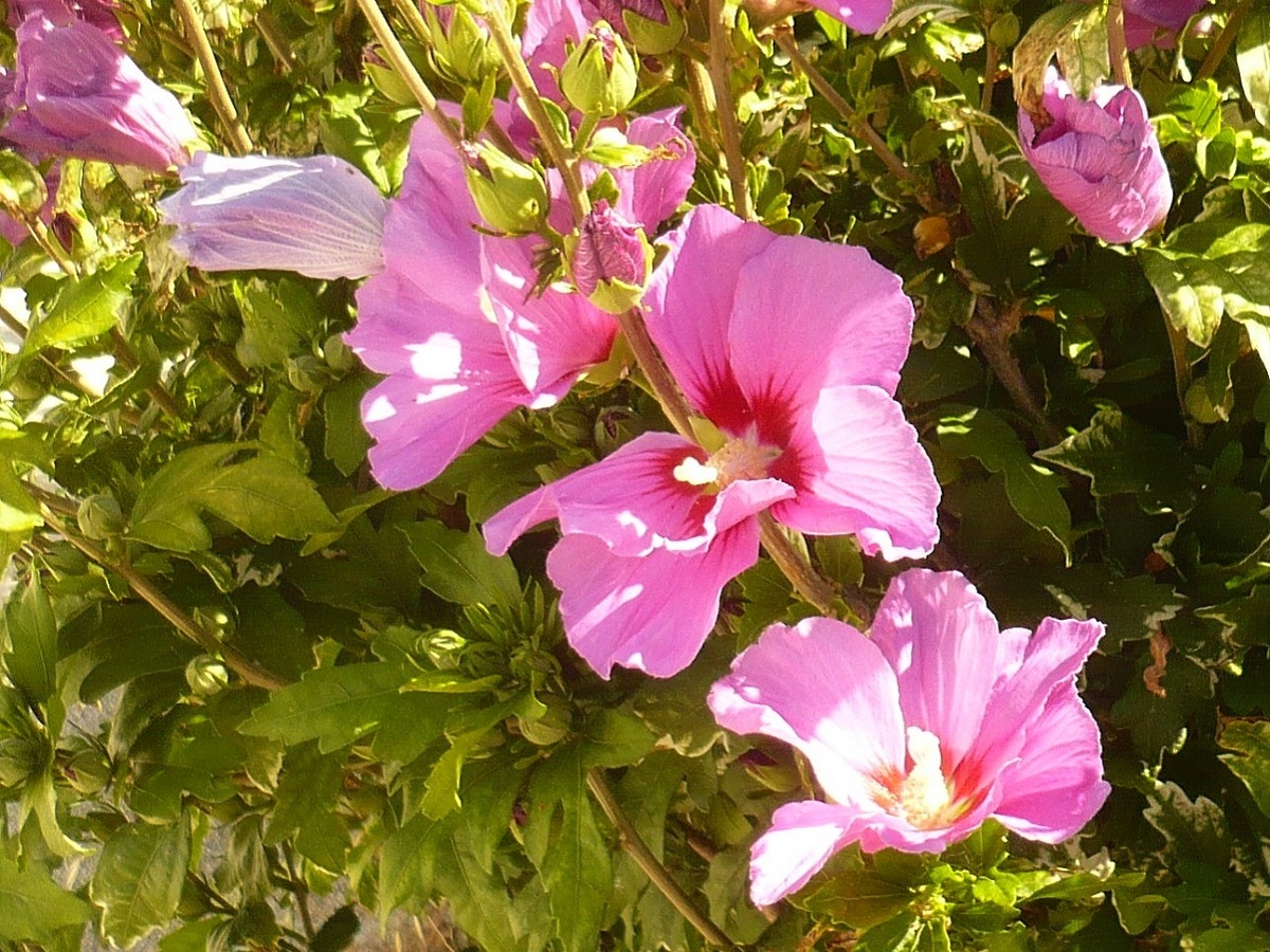 Hibiscus syriacus (Malvaceae)